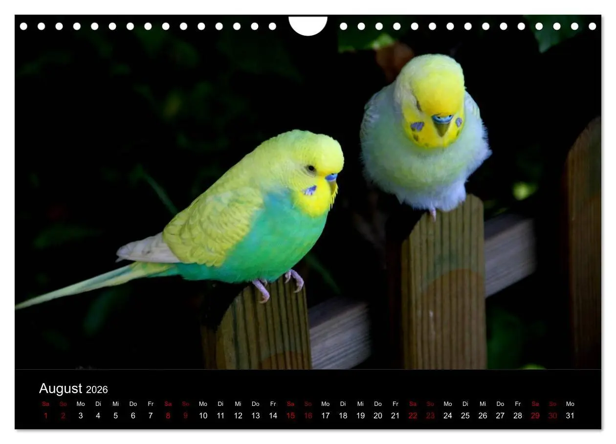 Bild: 9783457904749 | Wellensittichträume - Der neue Wellensittich-Naturkalender...