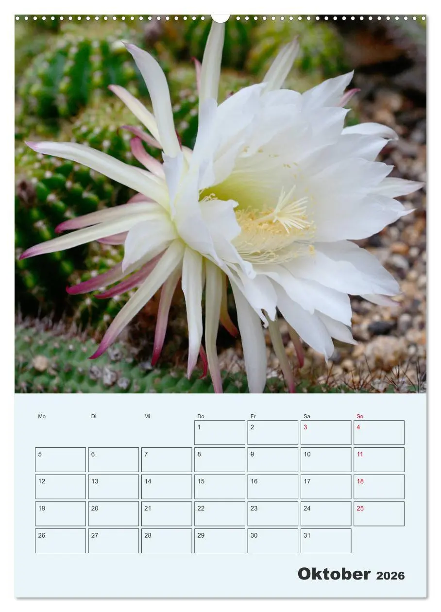 Bild: 9783516394849 | Wehrhafte Sukkulenten (hochwertiger Premium Wandkalender 2026 DIN...
