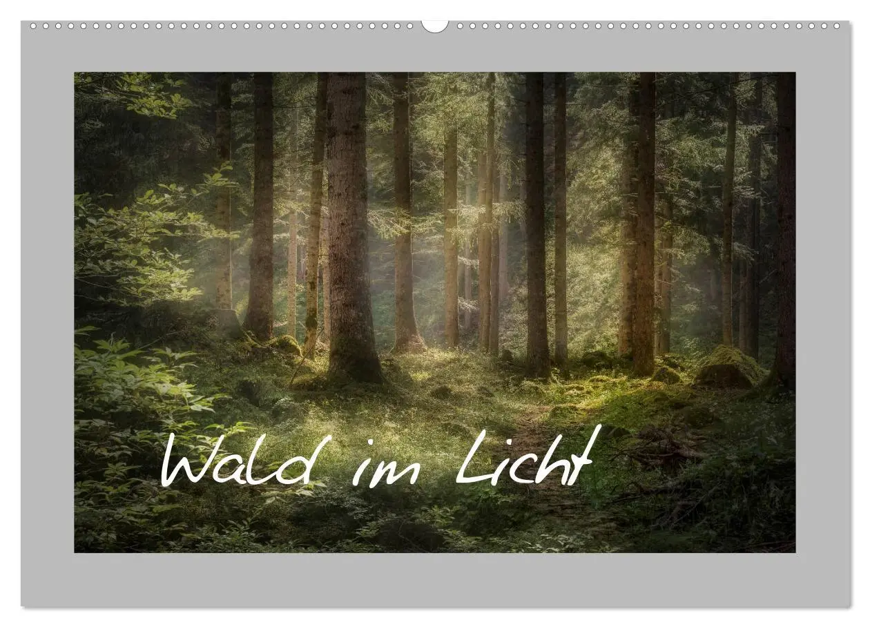 Cover: 9783457744949 | Wald im Licht (Wandkalender 2026 DIN A2 quer), CALVENDO Monatskalender