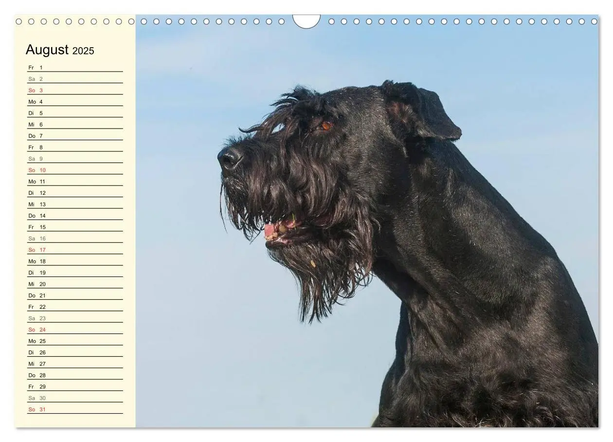 Bild: 9783435545049 | Treuer Freund Riesenschnauzer (Wandkalender 2025 DIN A3 quer),...