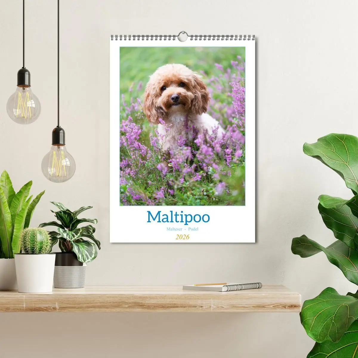 Bild: 9783516655049 | Maltipoo - Malteser - Pudel 2026 (Wandkalender 2026 DIN A3 hoch),...