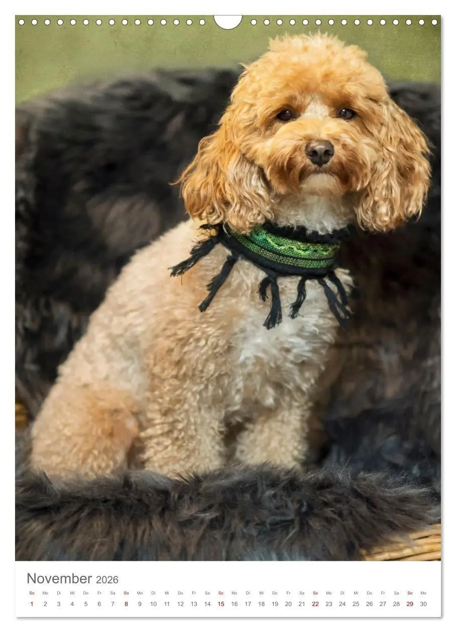Bild: 9783516655049 | Maltipoo - Malteser - Pudel 2026 (Wandkalender 2026 DIN A3 hoch),...