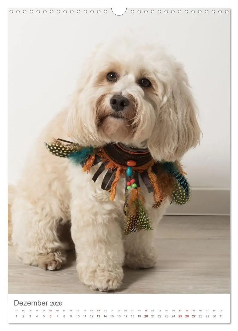 Bild: 9783516655049 | Maltipoo - Malteser - Pudel 2026 (Wandkalender 2026 DIN A3 hoch),...