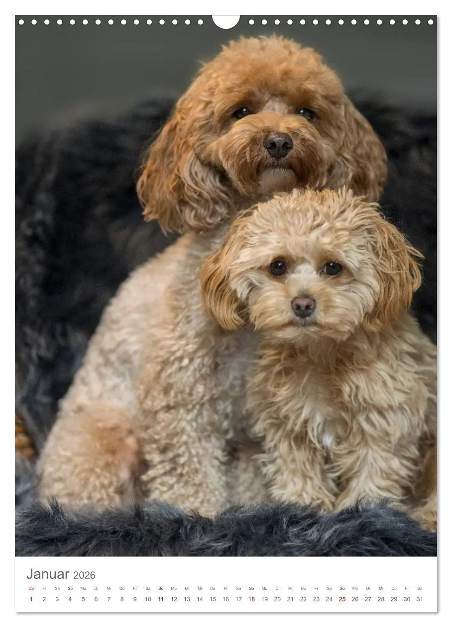 Bild: 9783516655049 | Maltipoo - Malteser - Pudel 2026 (Wandkalender 2026 DIN A3 hoch),...