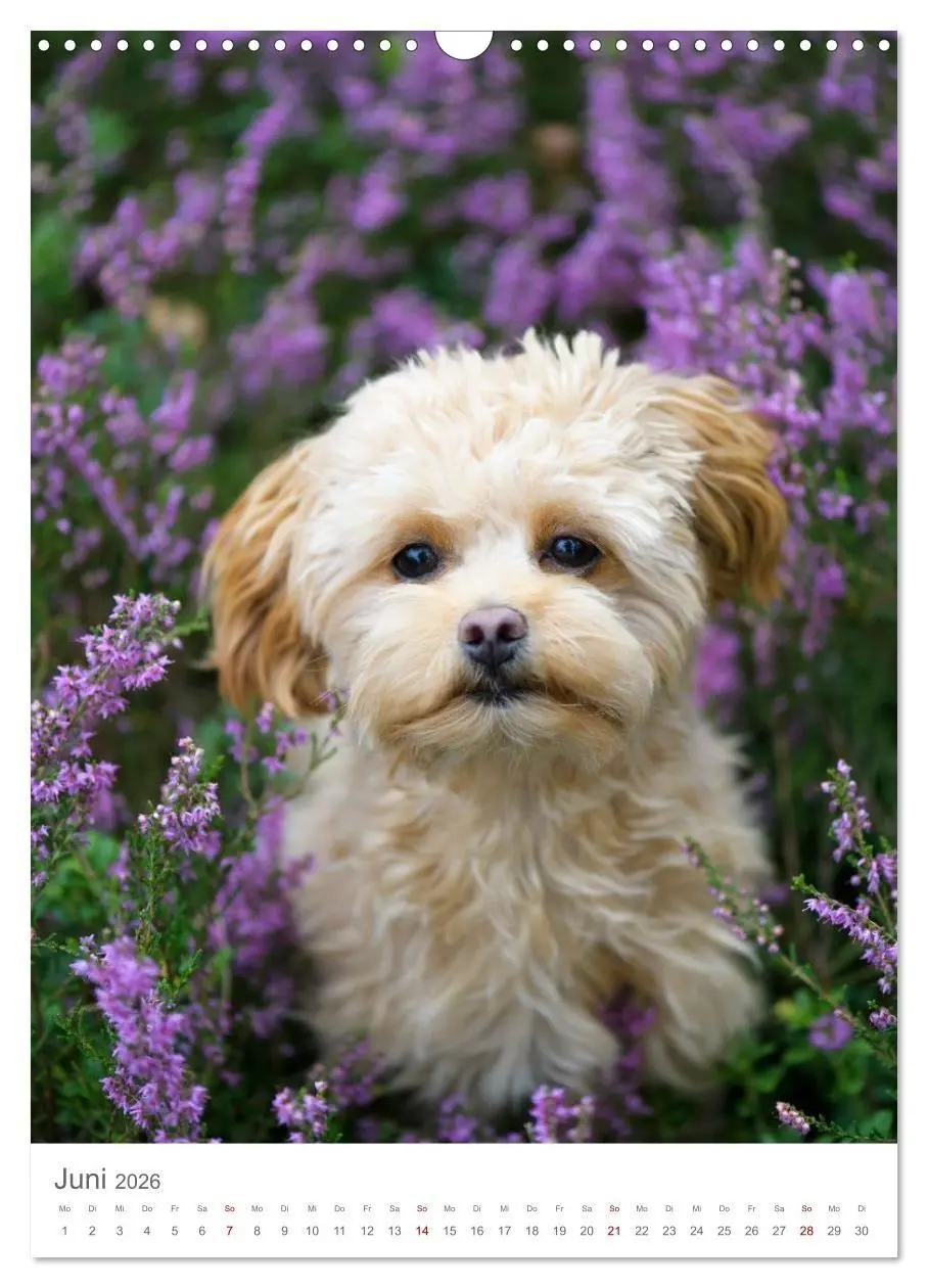 Bild: 9783516655049 | Maltipoo - Malteser - Pudel 2026 (Wandkalender 2026 DIN A3 hoch),...