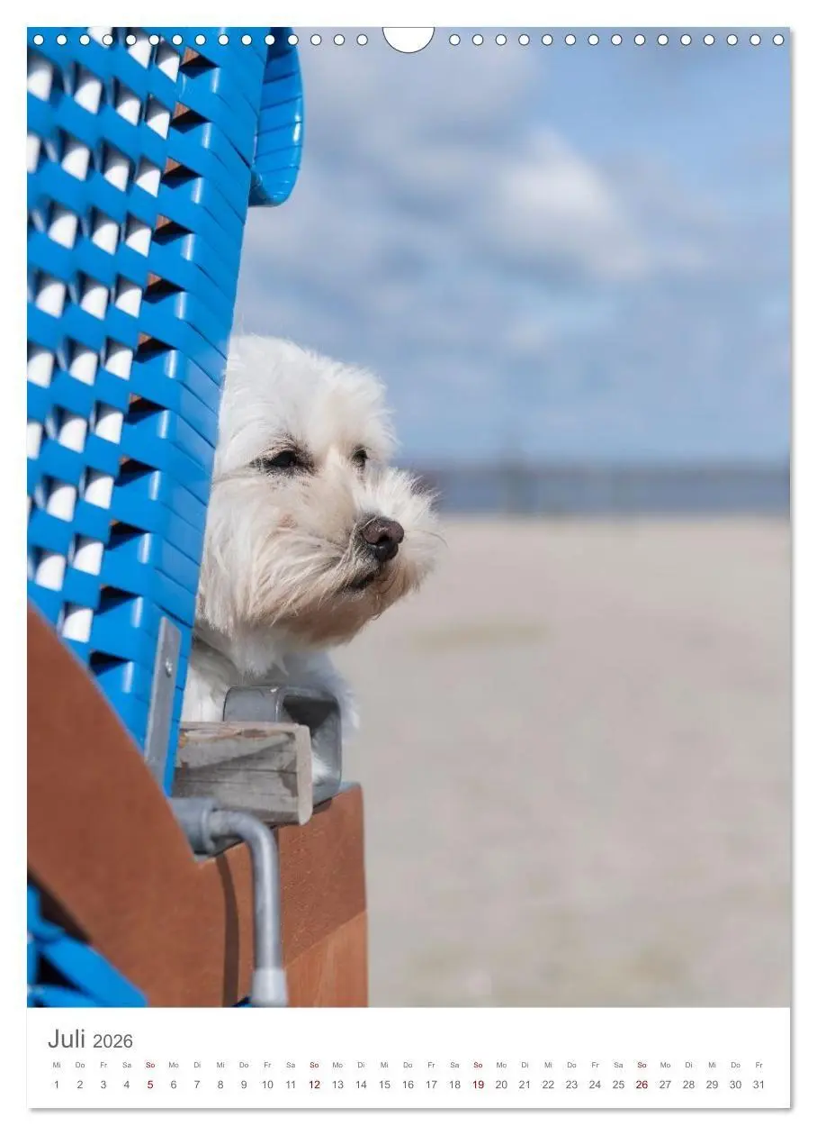Bild: 9783516655049 | Maltipoo - Malteser - Pudel 2026 (Wandkalender 2026 DIN A3 hoch),...