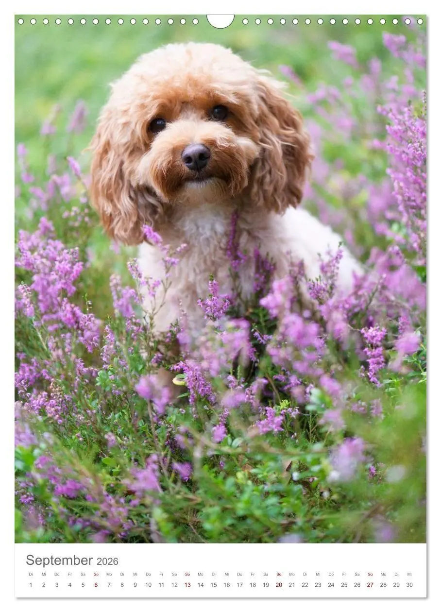 Bild: 9783516655049 | Maltipoo - Malteser - Pudel 2026 (Wandkalender 2026 DIN A3 hoch),...