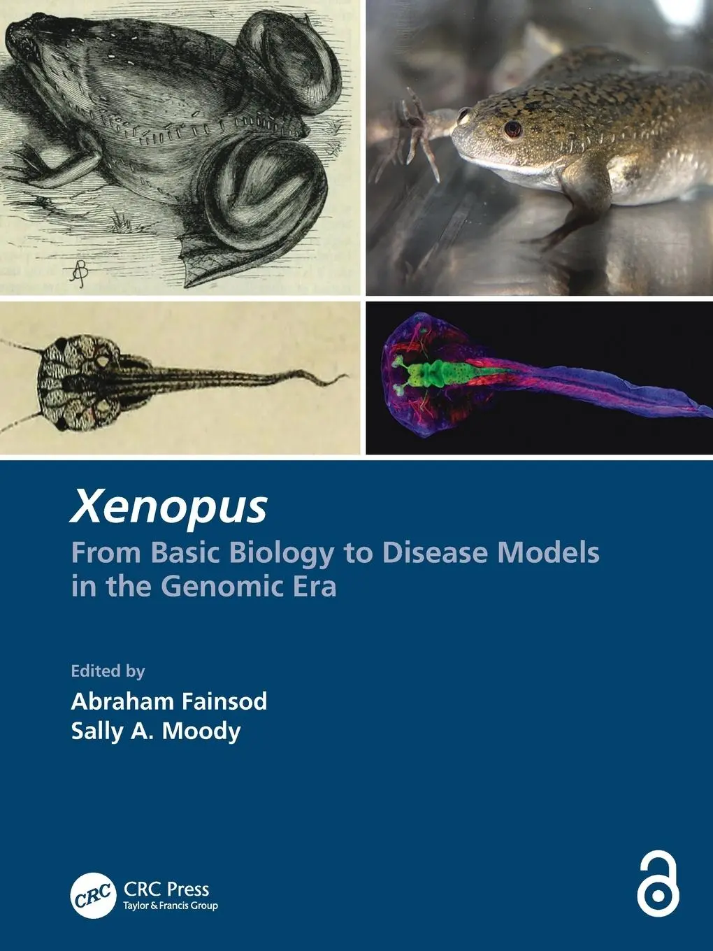 Cover: 9780367505349 | Xenopus | From Basic Biology to Disease Models in the Genomic Era