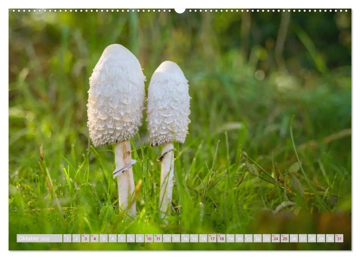 Bild: 9783457385449 | Pilze vor der Makrolinse 2026 (hochwertiger Premium Wandkalender...