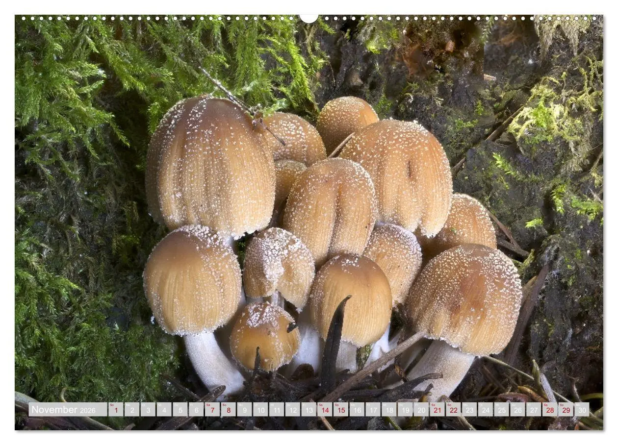 Bild: 9783457385449 | Pilze vor der Makrolinse 2026 (hochwertiger Premium Wandkalender...