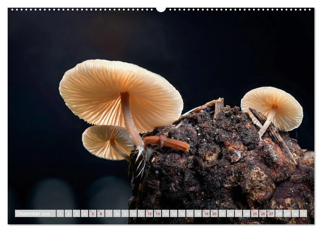 Bild: 9783457385449 | Pilze vor der Makrolinse 2026 (hochwertiger Premium Wandkalender...