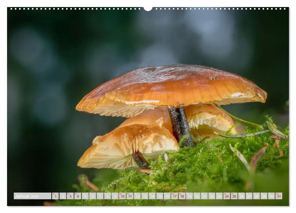 Bild: 9783457385449 | Pilze vor der Makrolinse 2026 (hochwertiger Premium Wandkalender...
