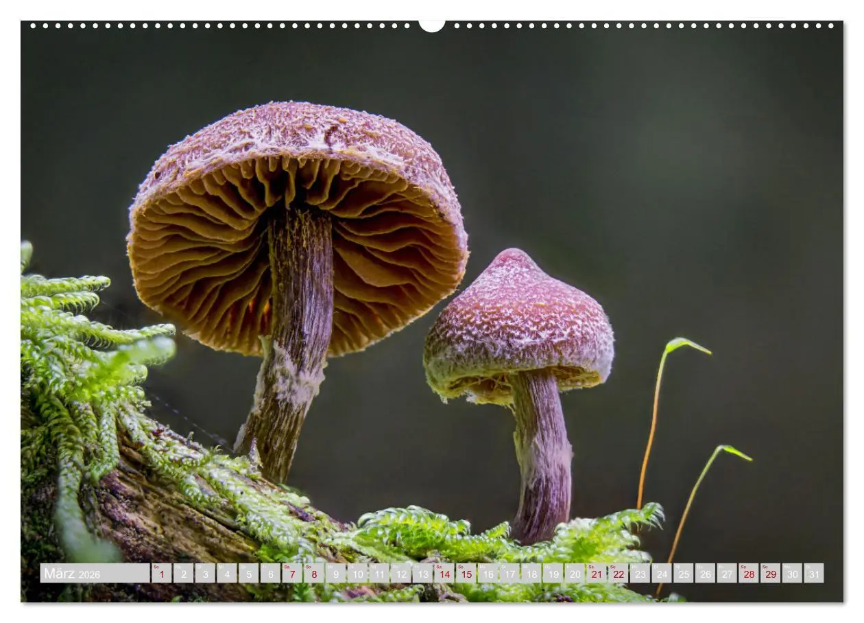 Bild: 9783457385449 | Pilze vor der Makrolinse 2026 (hochwertiger Premium Wandkalender...