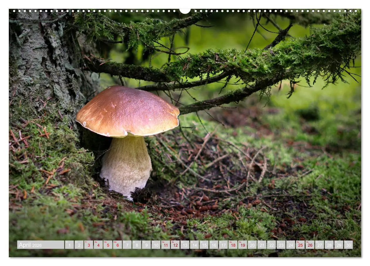 Bild: 9783457385449 | Pilze vor der Makrolinse 2026 (hochwertiger Premium Wandkalender...