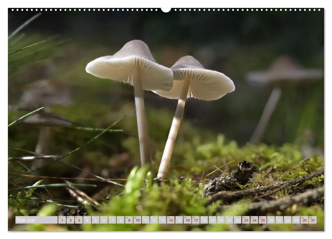 Bild: 9783457385449 | Pilze vor der Makrolinse 2026 (hochwertiger Premium Wandkalender...