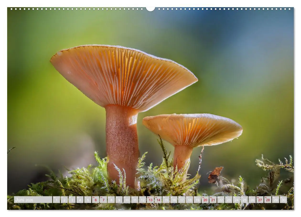 Bild: 9783457385449 | Pilze vor der Makrolinse 2026 (hochwertiger Premium Wandkalender...