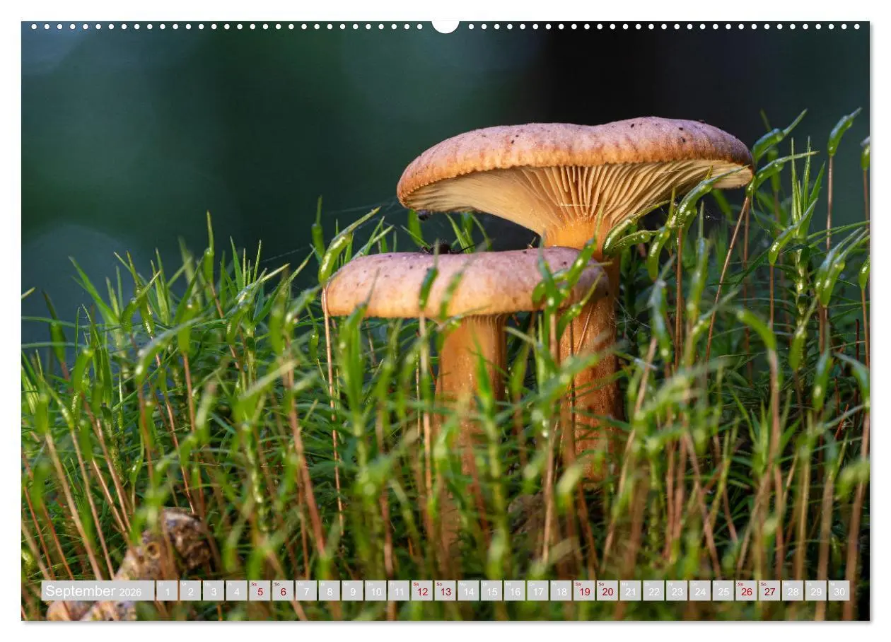 Bild: 9783457385449 | Pilze vor der Makrolinse 2026 (hochwertiger Premium Wandkalender...