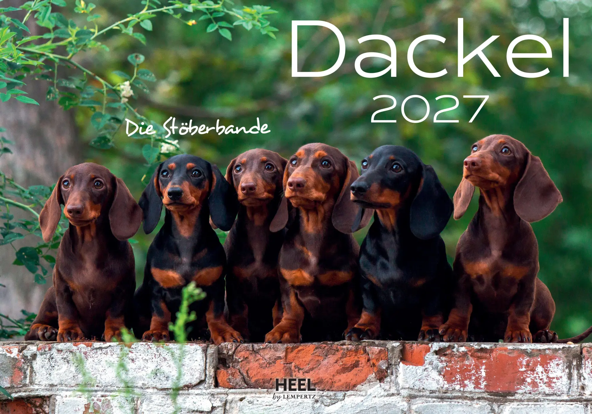 Cover: 9783960585749 | Dackel 2027 Wandkalender | Kalender | 14 S. | Deutsch | 2027