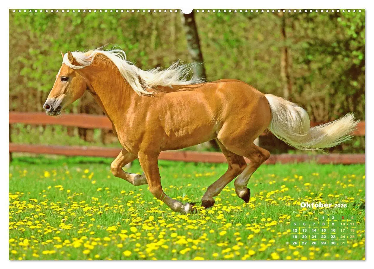 Bild: 9783457265949 | Haflinger: Die blonden Pferde von der Alm (Wandkalender 2026 DIN A2...