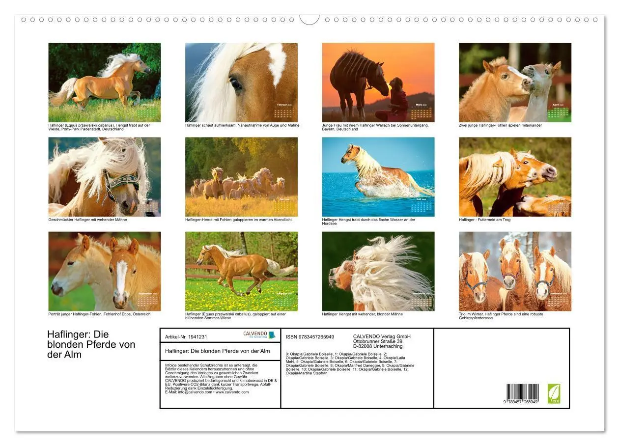 Bild: 9783457265949 | Haflinger: Die blonden Pferde von der Alm (Wandkalender 2026 DIN A2...