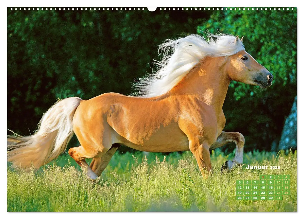 Bild: 9783457265949 | Haflinger: Die blonden Pferde von der Alm (Wandkalender 2026 DIN A2...