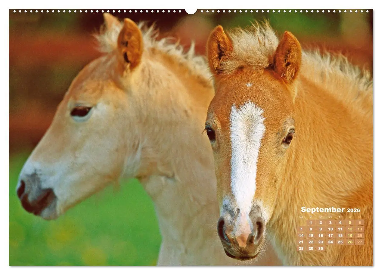 Bild: 9783457265949 | Haflinger: Die blonden Pferde von der Alm (Wandkalender 2026 DIN A2...