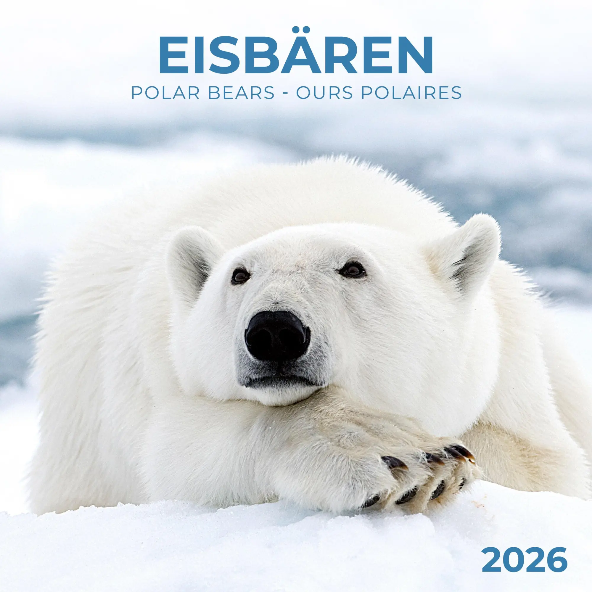 Cover: 9783959295949 | Eisbärchen/Polar Bears 2026 | Kalender 2026 | Kalender | 28 S. | 2026
