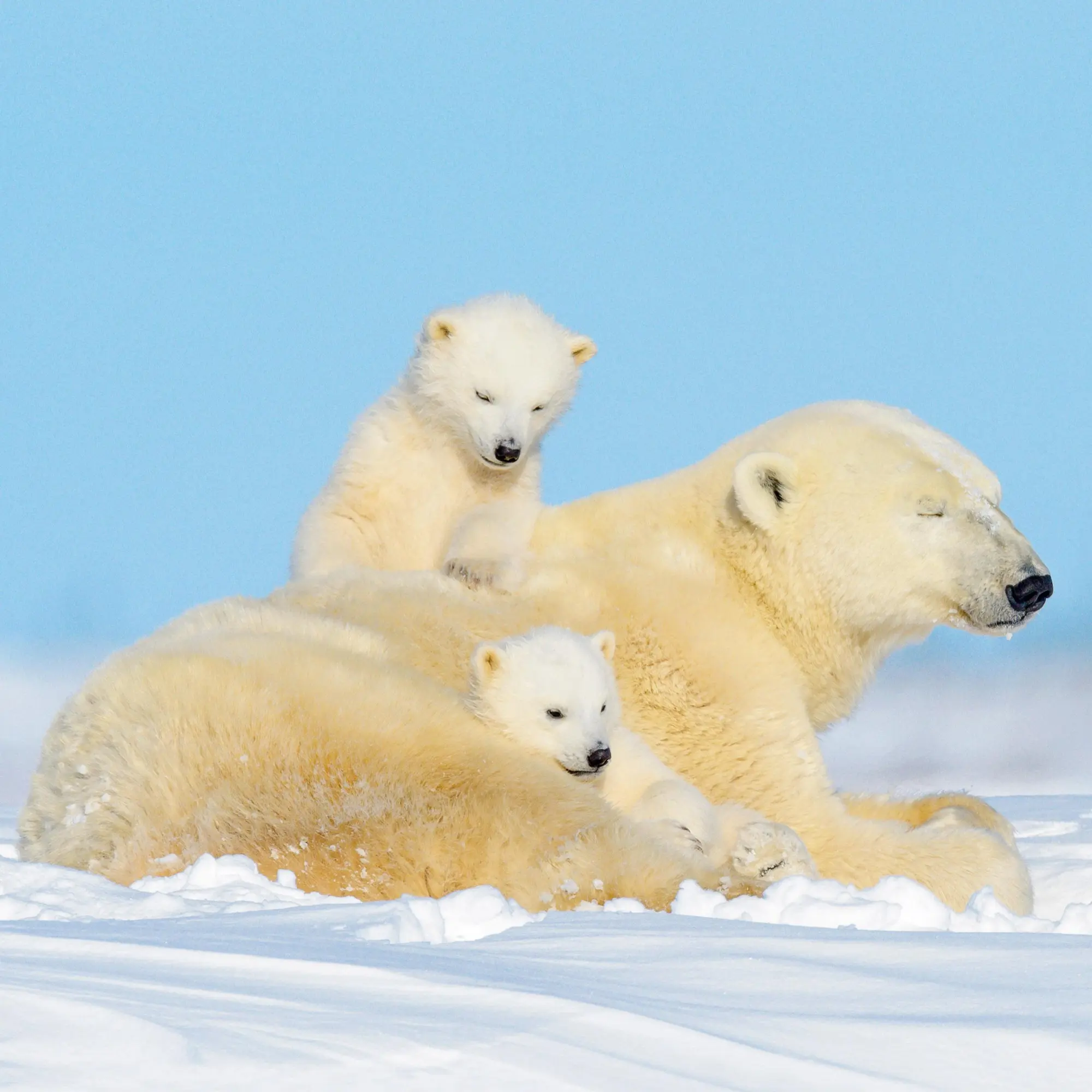 Bild: 9783959295949 | Eisbärchen/Polar Bears 2026 | Kalender 2026 | Kalender | 28 S. | 2026