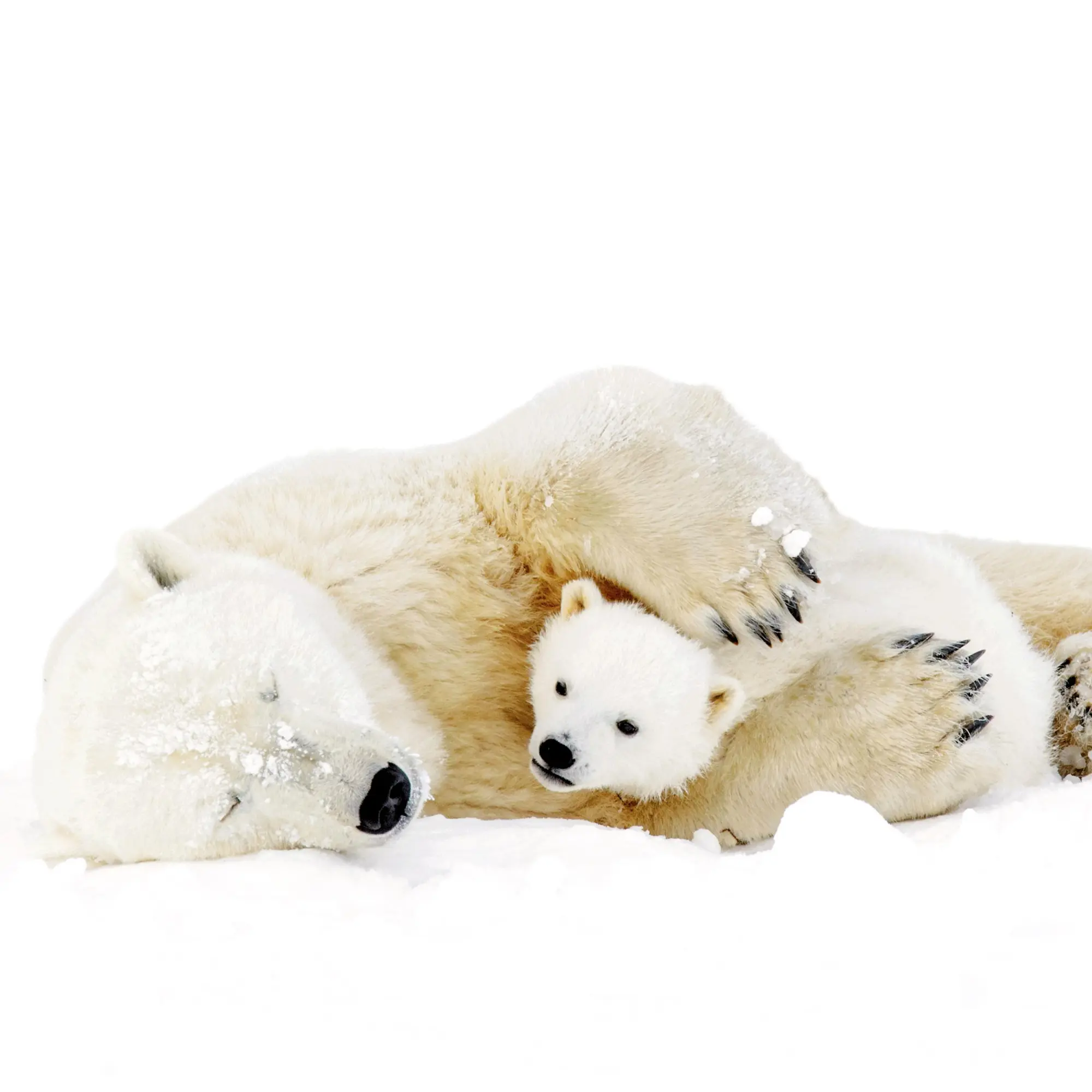 Bild: 9783959295949 | Eisbärchen/Polar Bears 2026 | Kalender 2026 | Kalender | 28 S. | 2026