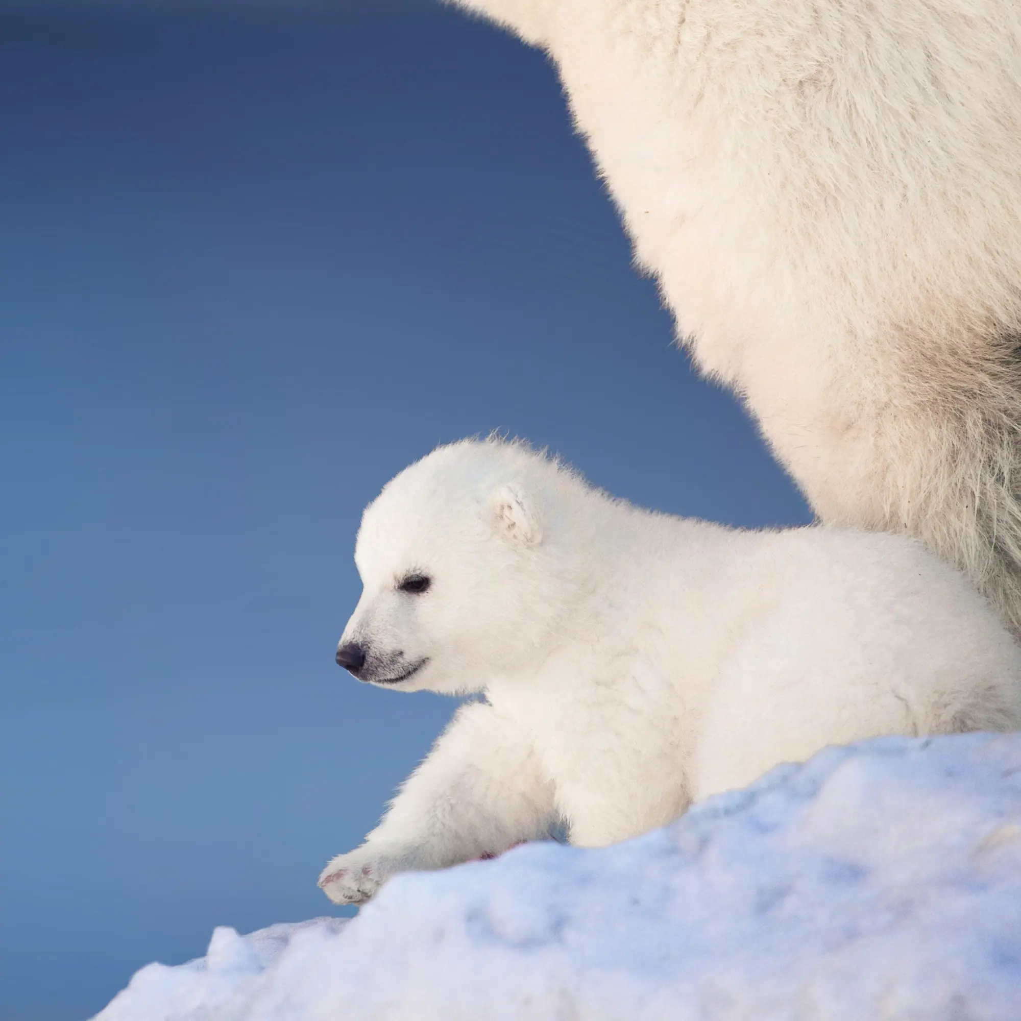 Bild: 9783959295949 | Eisbärchen/Polar Bears 2026 | Kalender 2026 | Kalender | 28 S. | 2026