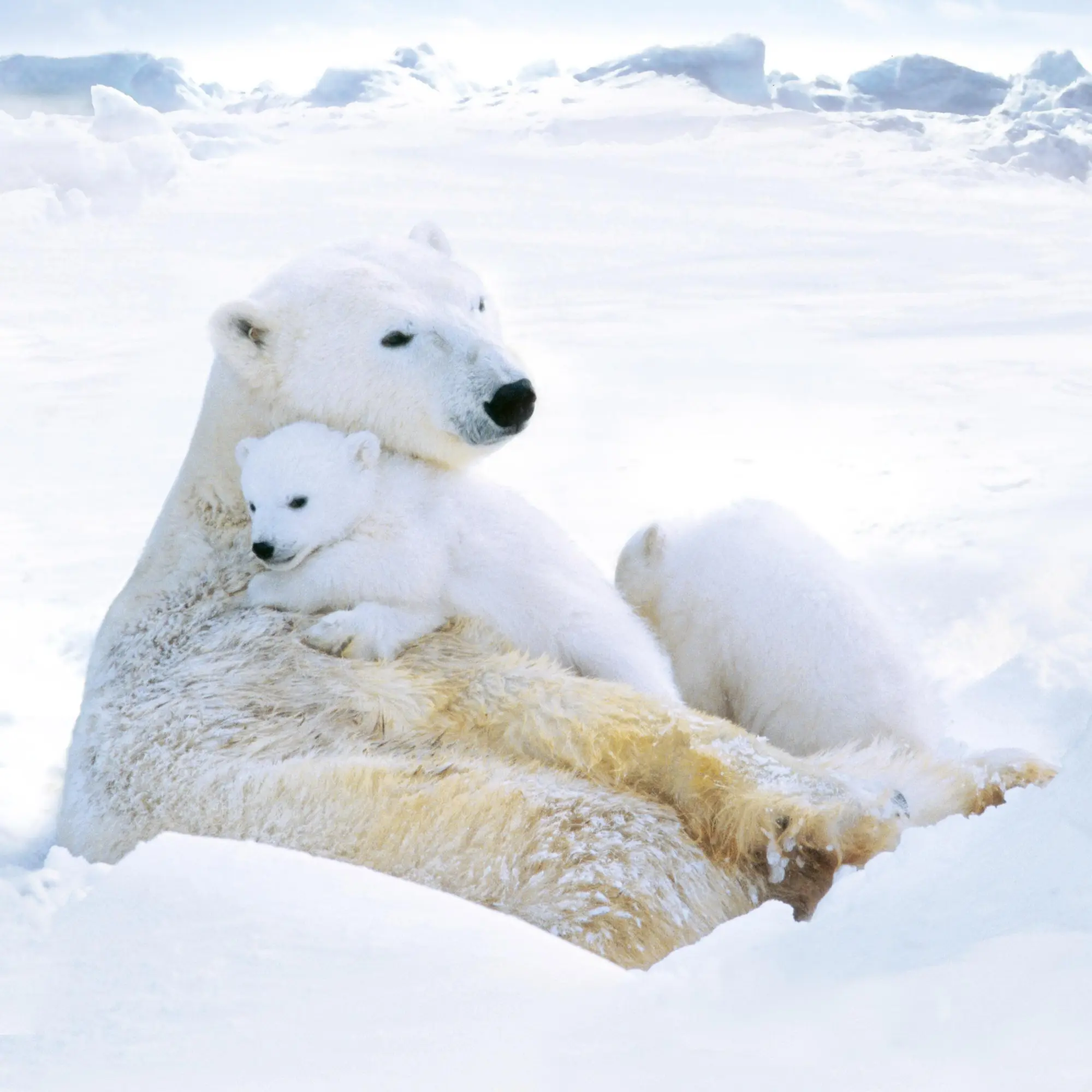 Bild: 9783959295949 | Eisbärchen/Polar Bears 2026 | Kalender 2026 | Kalender | 28 S. | 2026