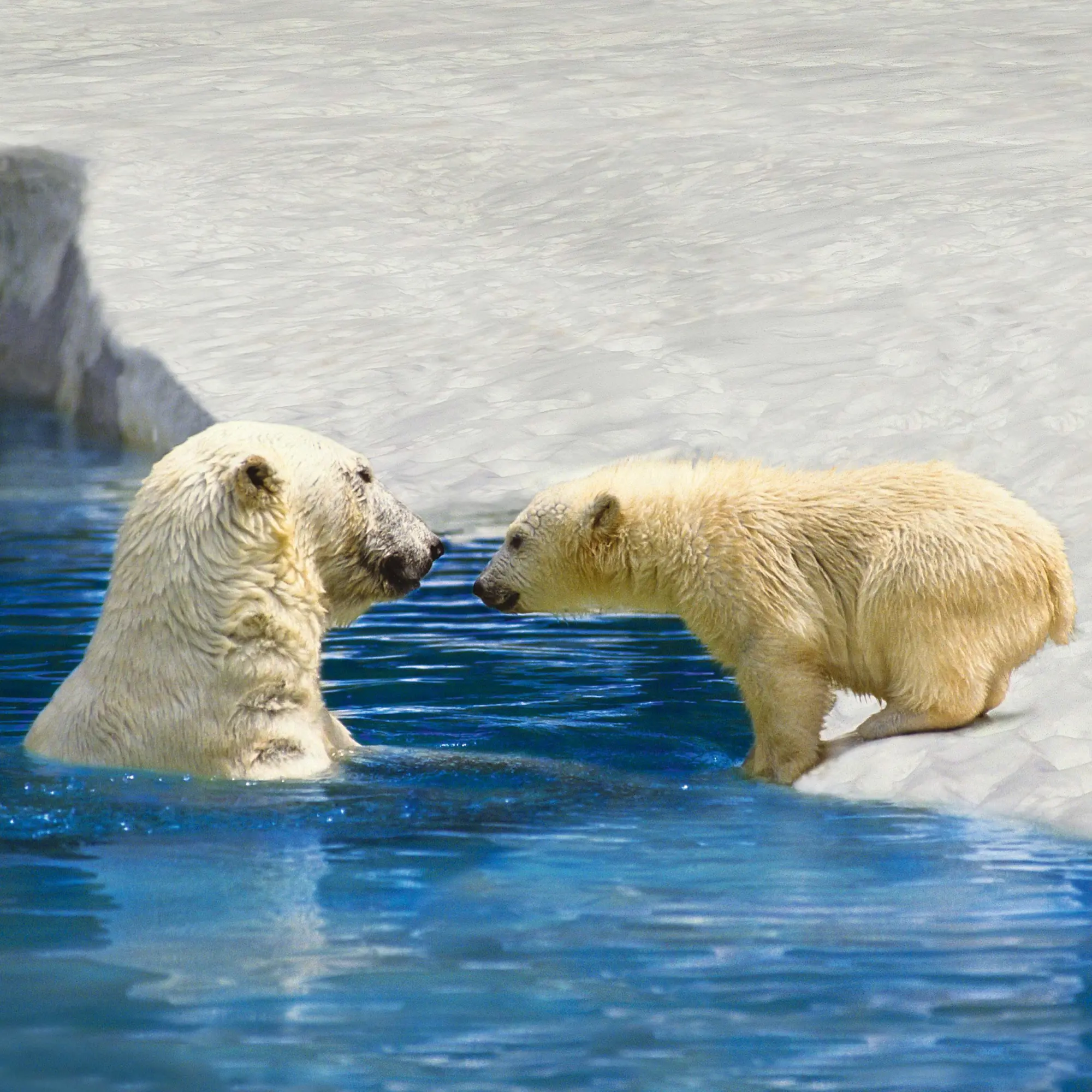 Bild: 9783959295949 | Eisbärchen/Polar Bears 2026 | Kalender 2026 | Kalender | 28 S. | 2026