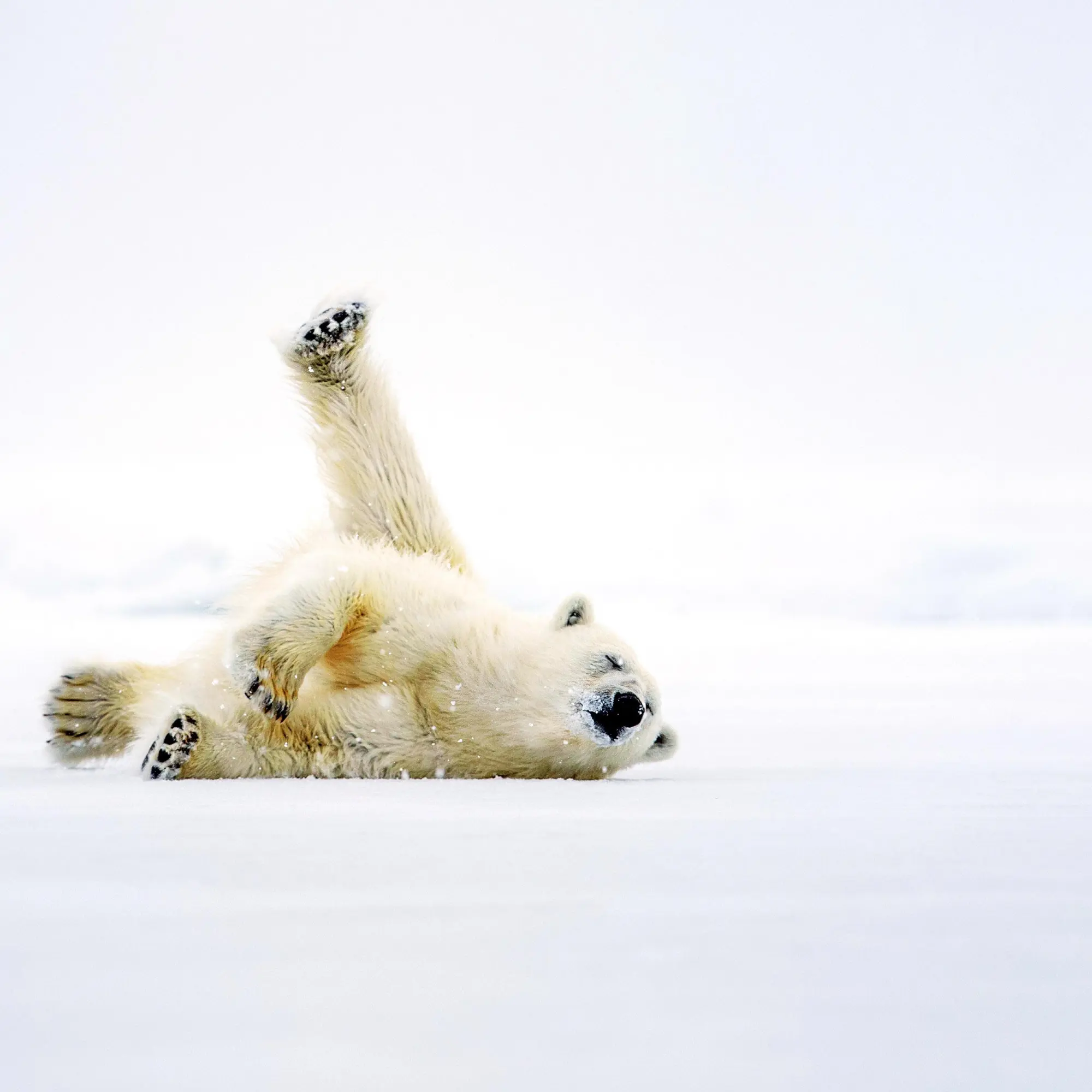 Bild: 9783959295949 | Eisbärchen/Polar Bears 2026 | Kalender 2026 | Kalender | 28 S. | 2026