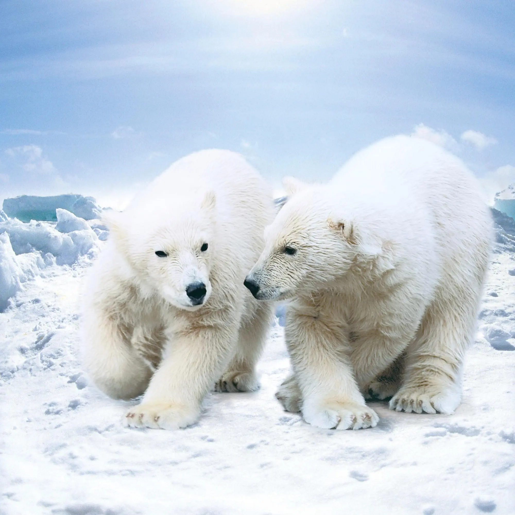 Bild: 9783959295949 | Eisbärchen/Polar Bears 2026 | Kalender 2026 | Kalender | 28 S. | 2026