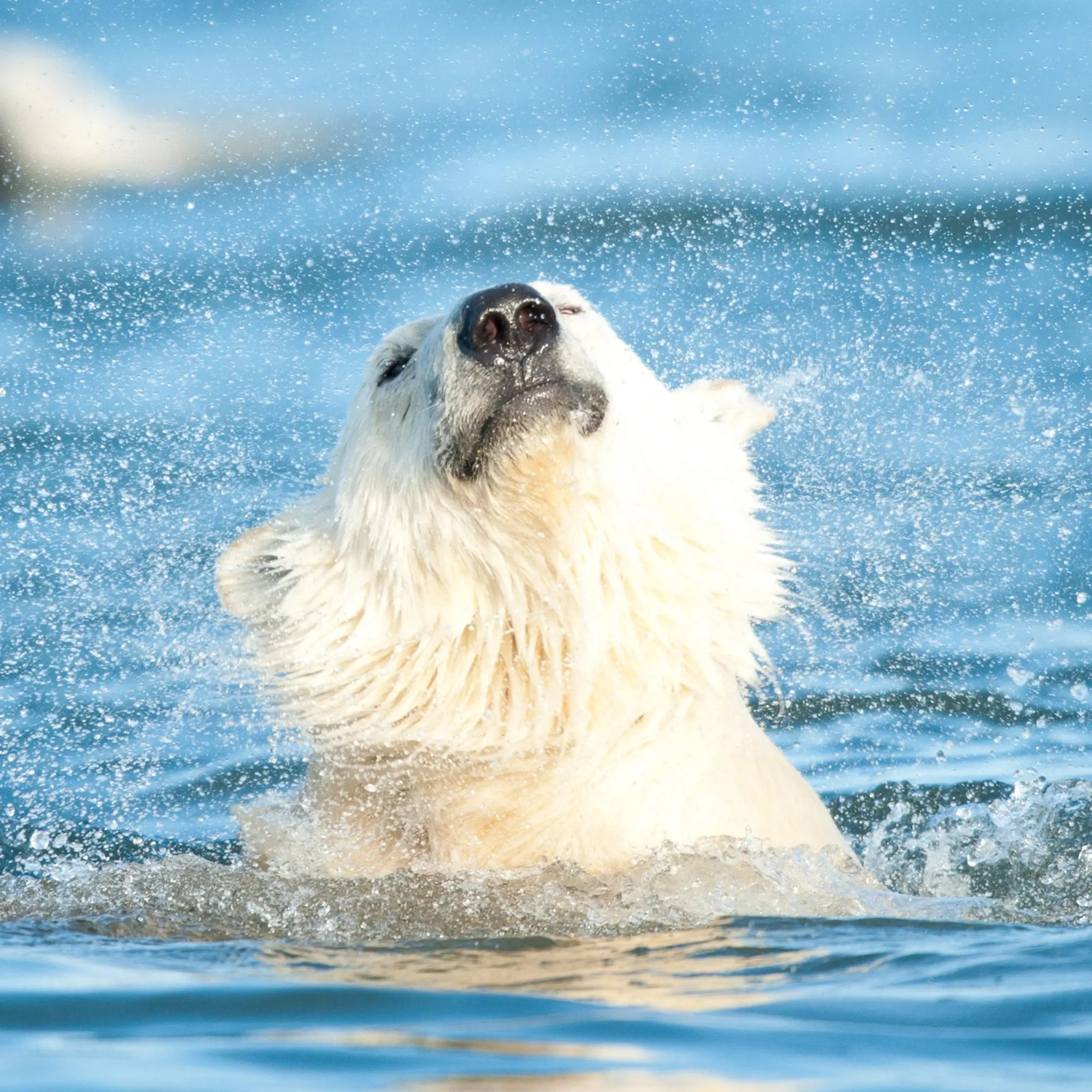 Bild: 9783959295949 | Eisbärchen/Polar Bears 2026 | Kalender 2026 | Kalender | 28 S. | 2026
