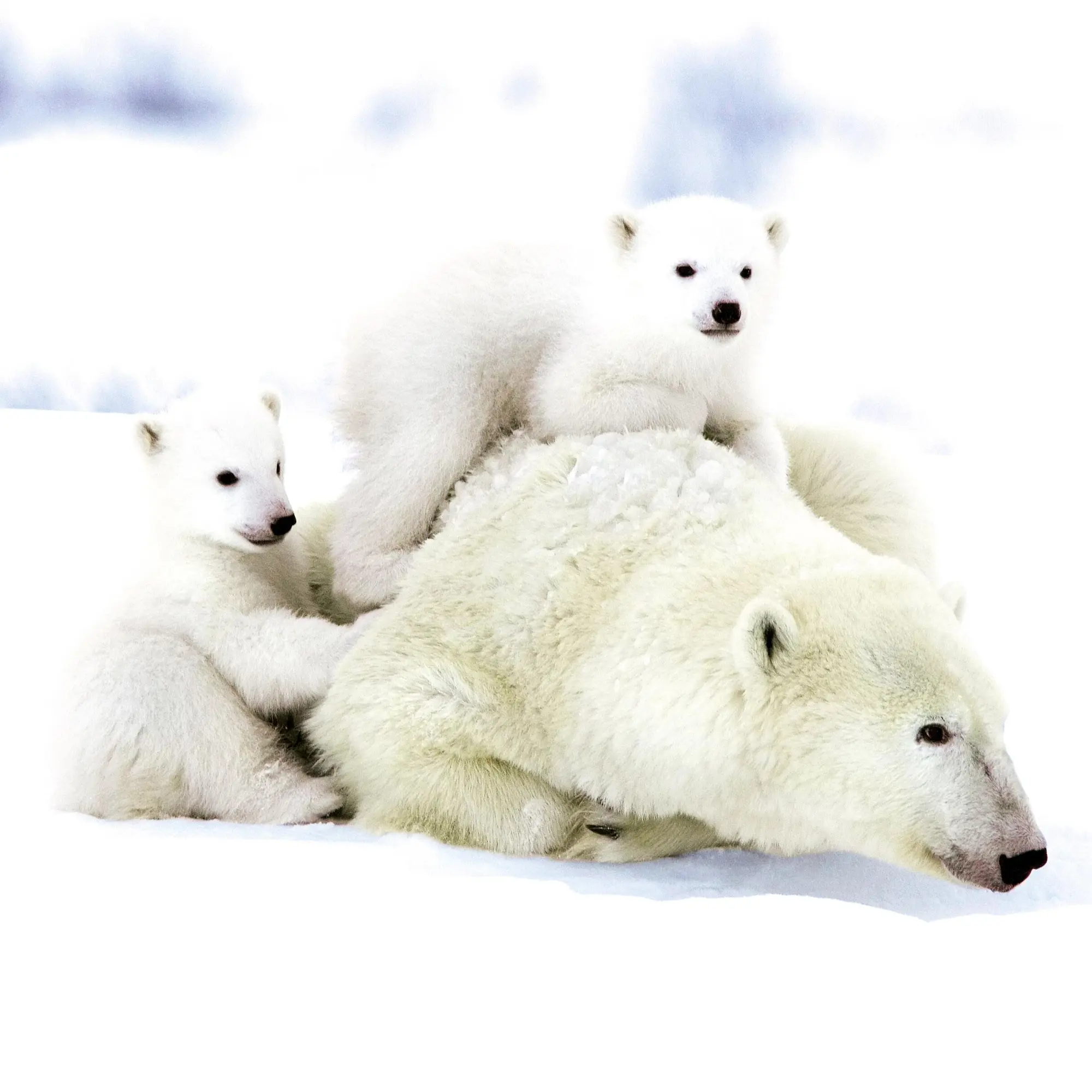 Bild: 9783959295949 | Eisbärchen/Polar Bears 2026 | Kalender 2026 | Kalender | 28 S. | 2026