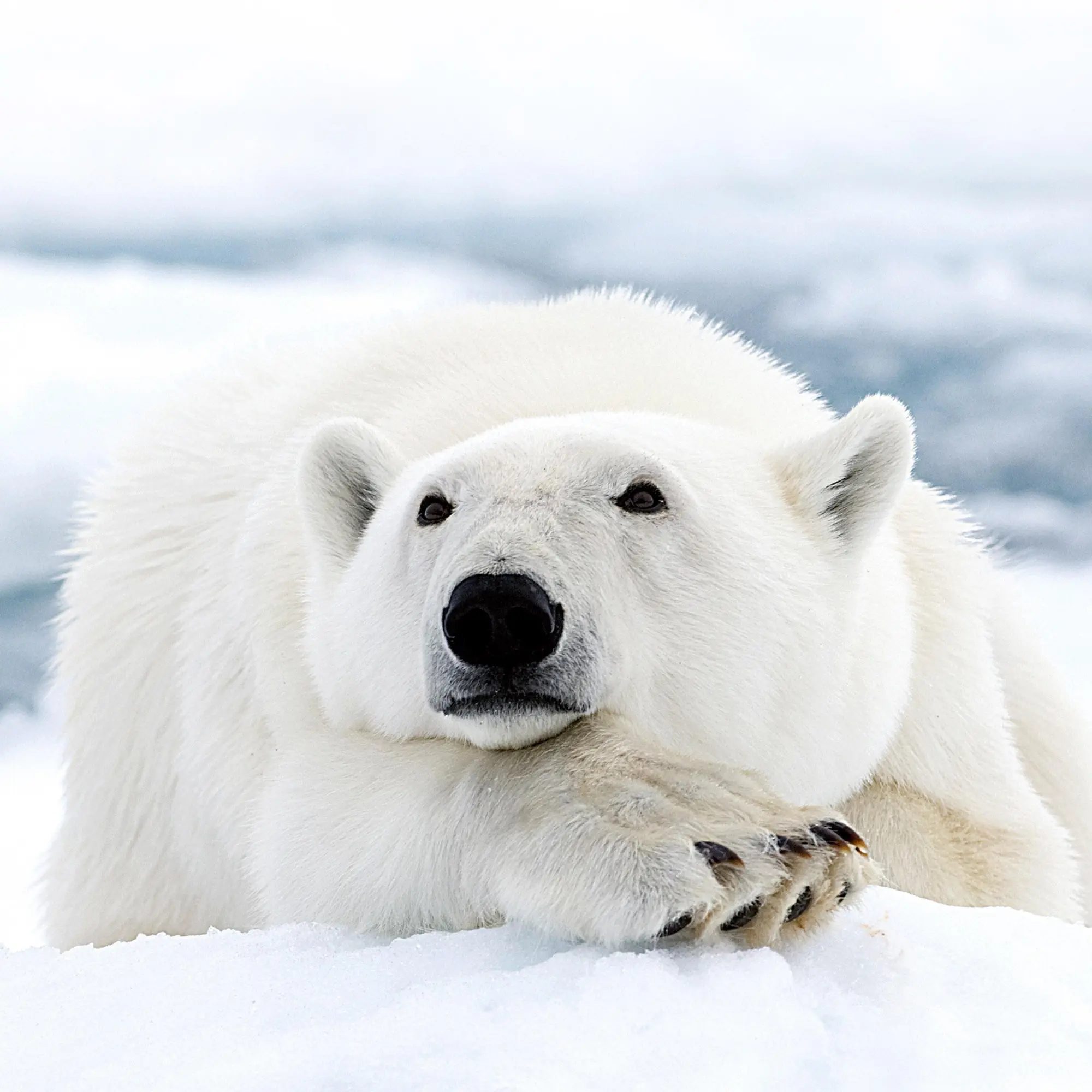 Bild: 9783959295949 | Eisbärchen/Polar Bears 2026 | Kalender 2026 | Kalender | 28 S. | 2026