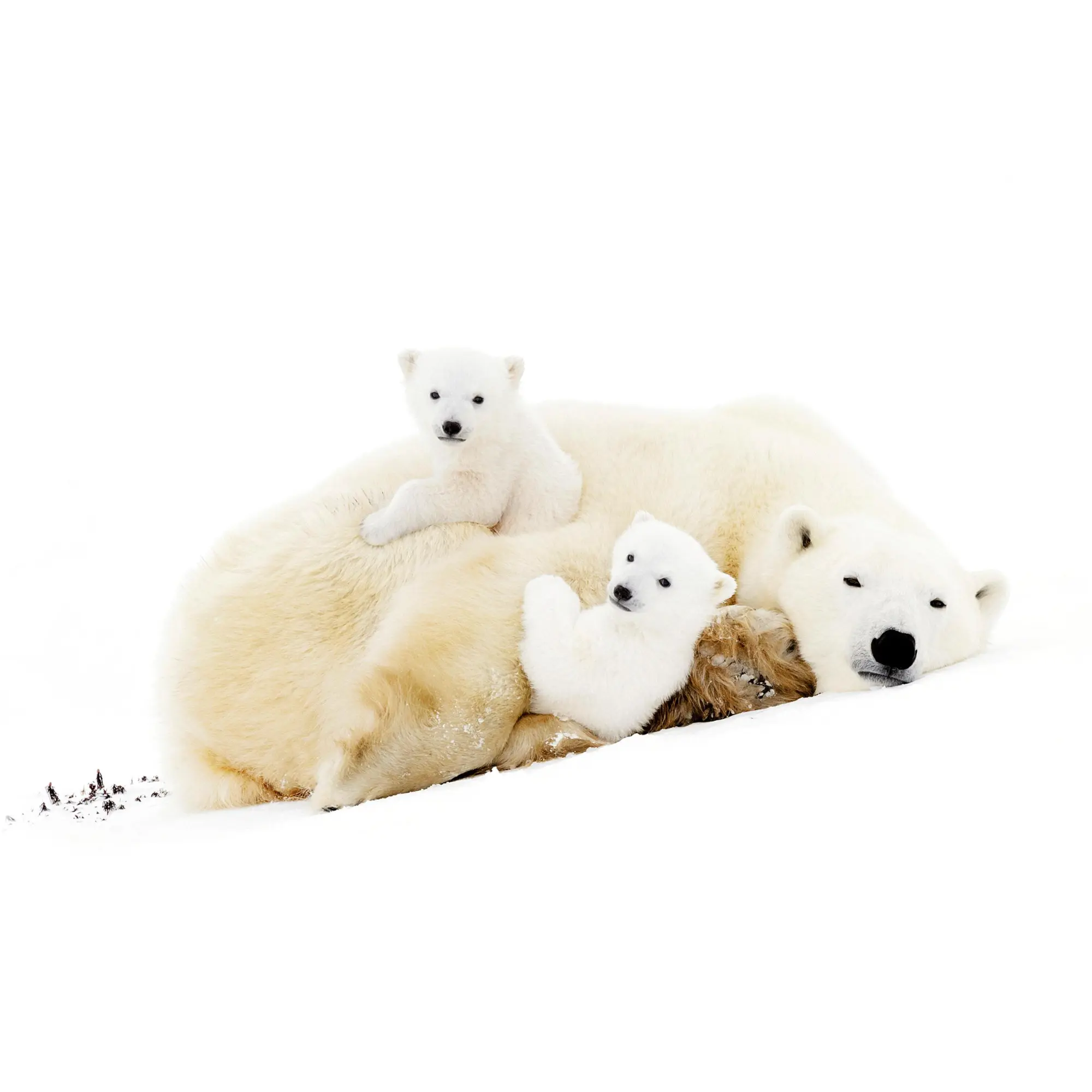 Bild: 9783959295949 | Eisbärchen/Polar Bears 2026 | Kalender 2026 | Kalender | 28 S. | 2026