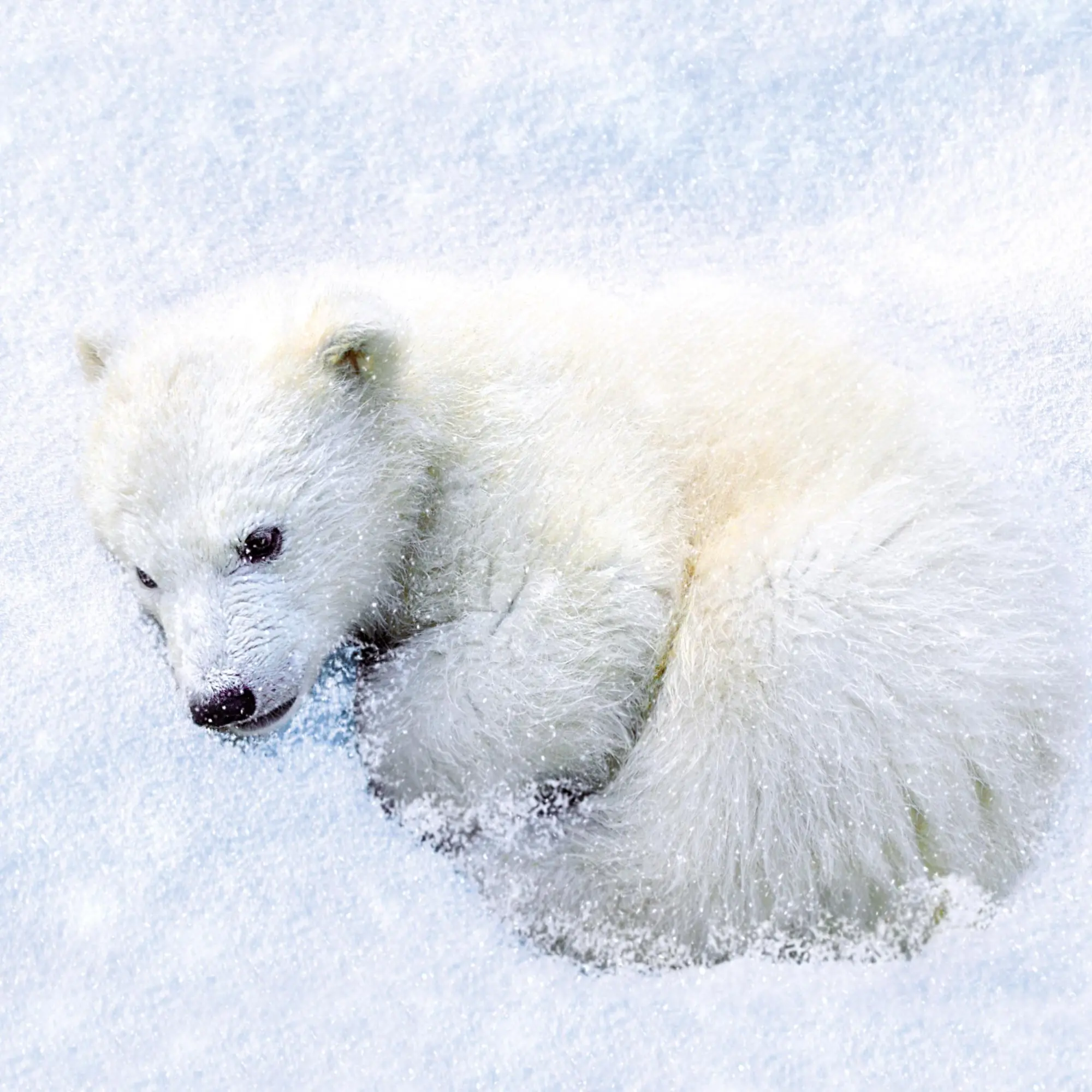 Bild: 9783959295949 | Eisbärchen/Polar Bears 2026 | Kalender 2026 | Kalender | 28 S. | 2026
