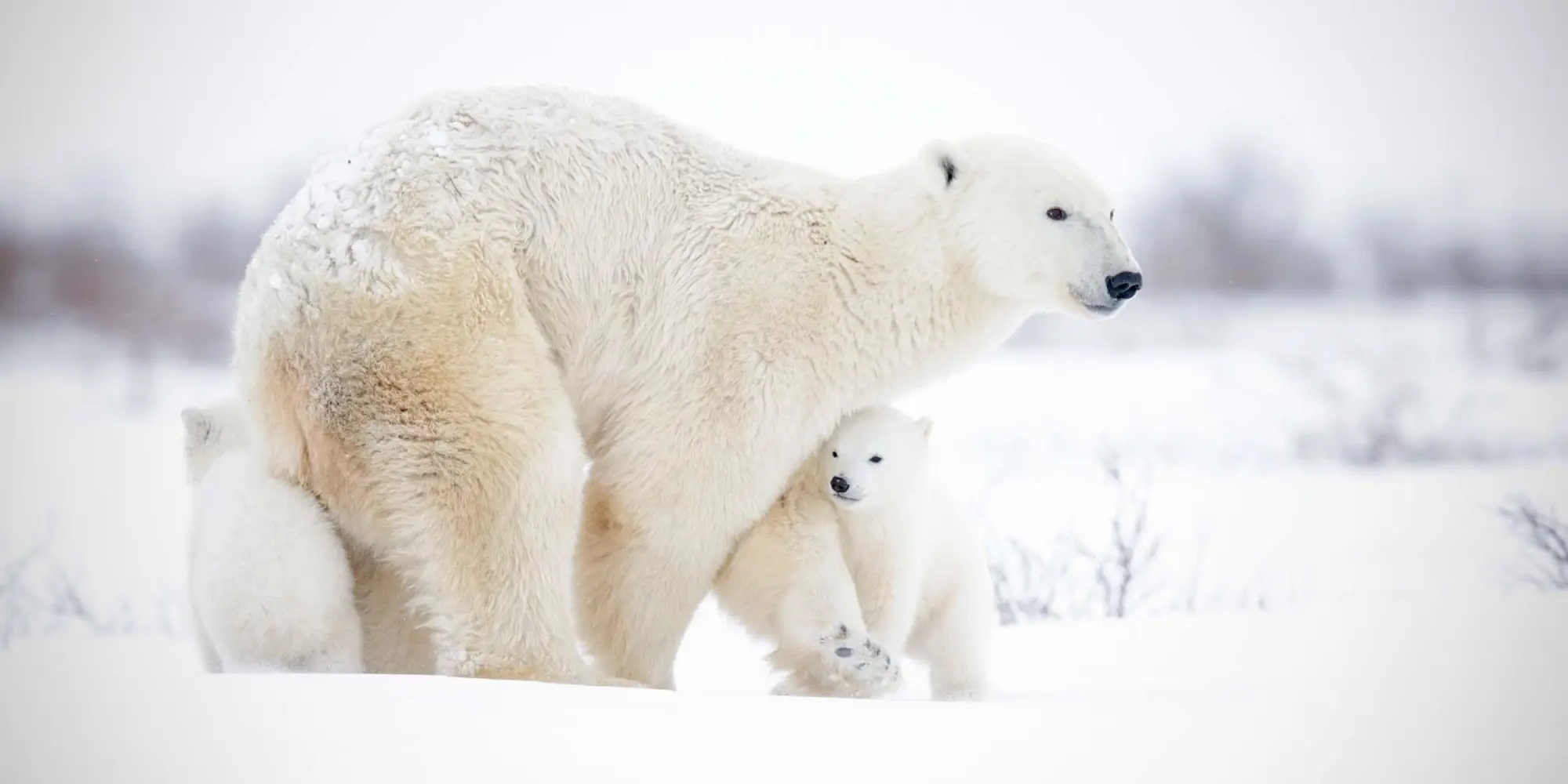 Bild: 9783959295949 | Eisbärchen/Polar Bears 2026 | Kalender 2026 | Kalender | 28 S. | 2026