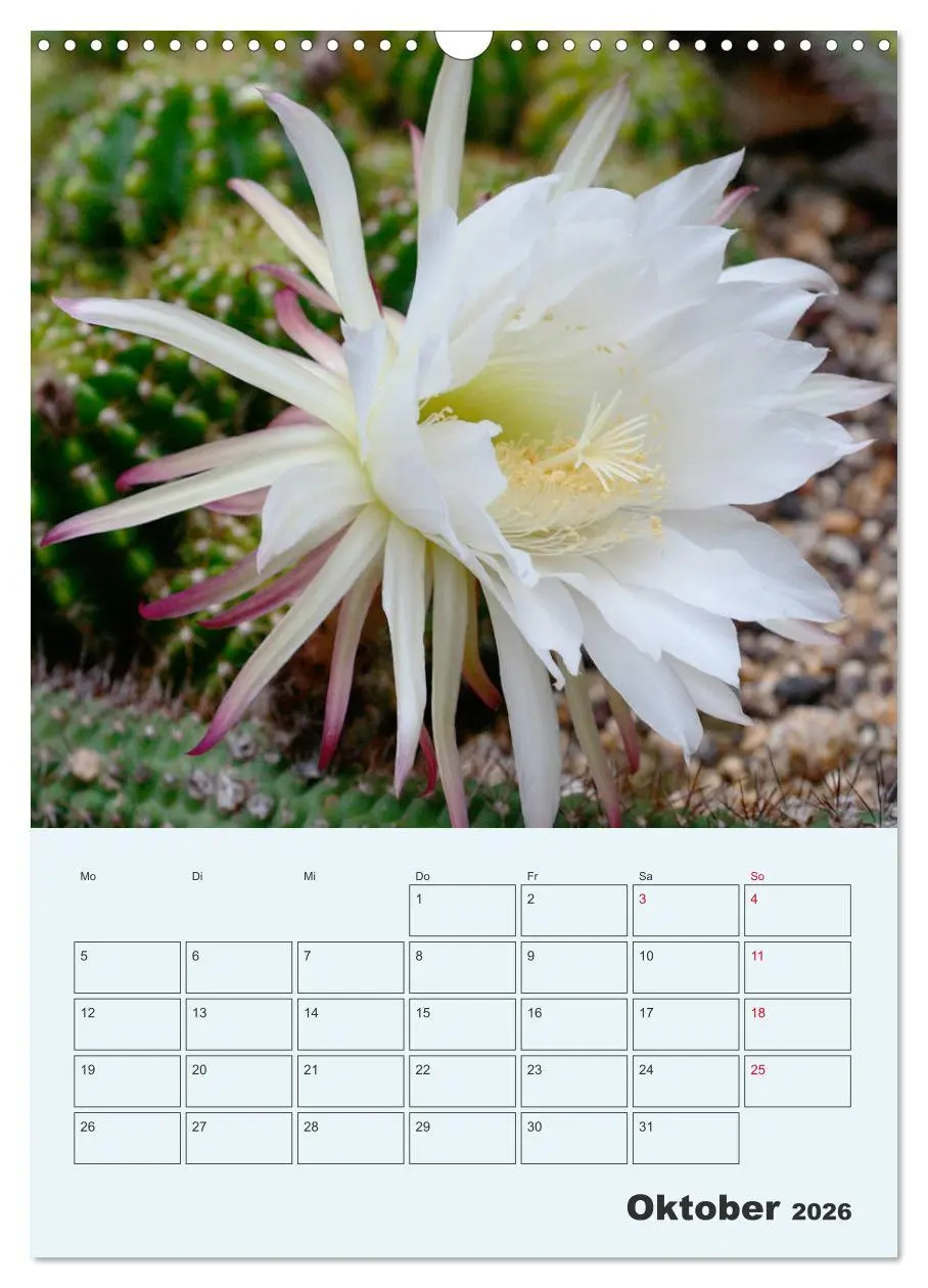 Bild: 9783516396249 | Wehrhafte Sukkulenten (Wandkalender 2026 DIN A3 hoch), CALVENDO...