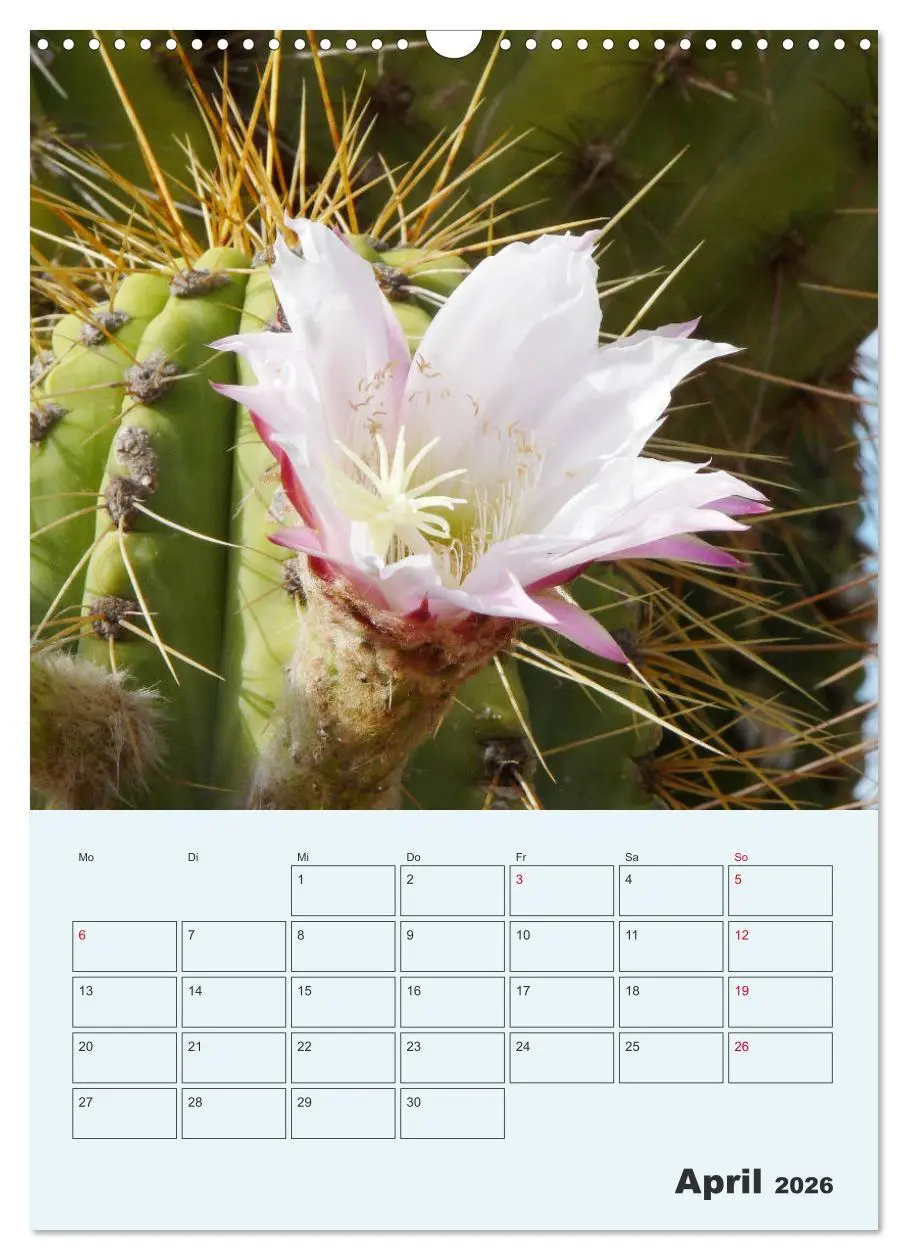 Bild: 9783516396249 | Wehrhafte Sukkulenten (Wandkalender 2026 DIN A3 hoch), CALVENDO...