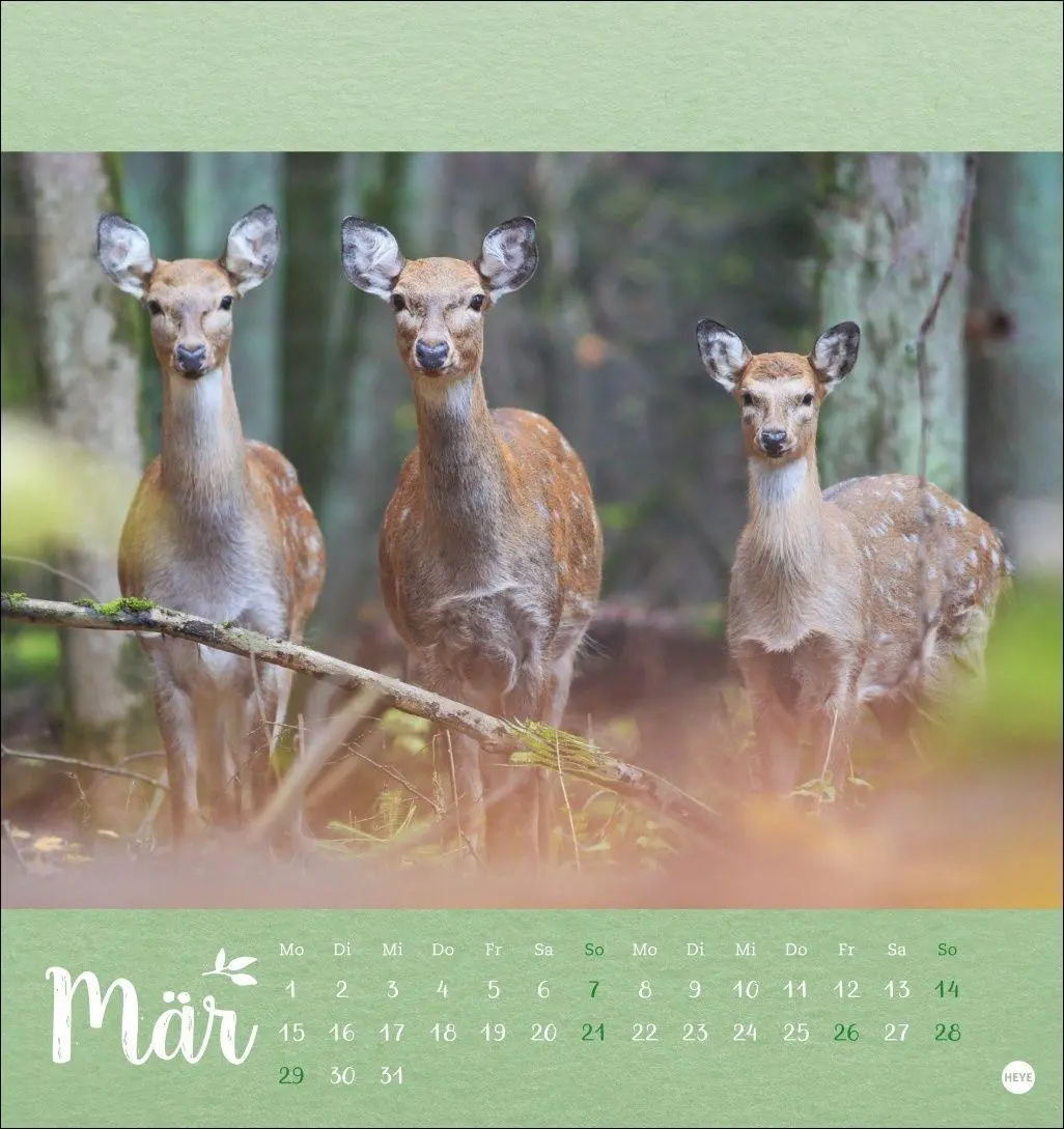 Bild: 9783756416349 | Vadim Trunov: Märchenhaftes Waldleben Postkartenkalender 2027 | Trunov