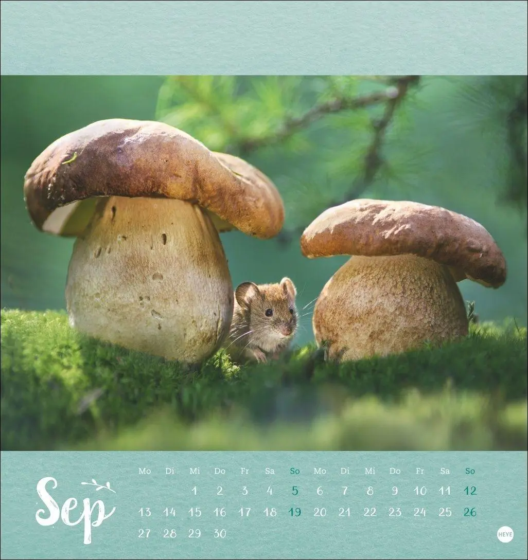 Bild: 9783756416349 | Vadim Trunov: Märchenhaftes Waldleben Postkartenkalender 2027 | Trunov