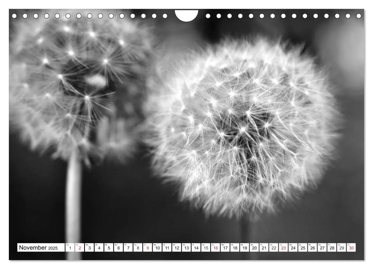 Bild: 9783435266449 | Pusteblumenzauber in schwarzweiß (Wandkalender 2025 DIN A4 quer),...