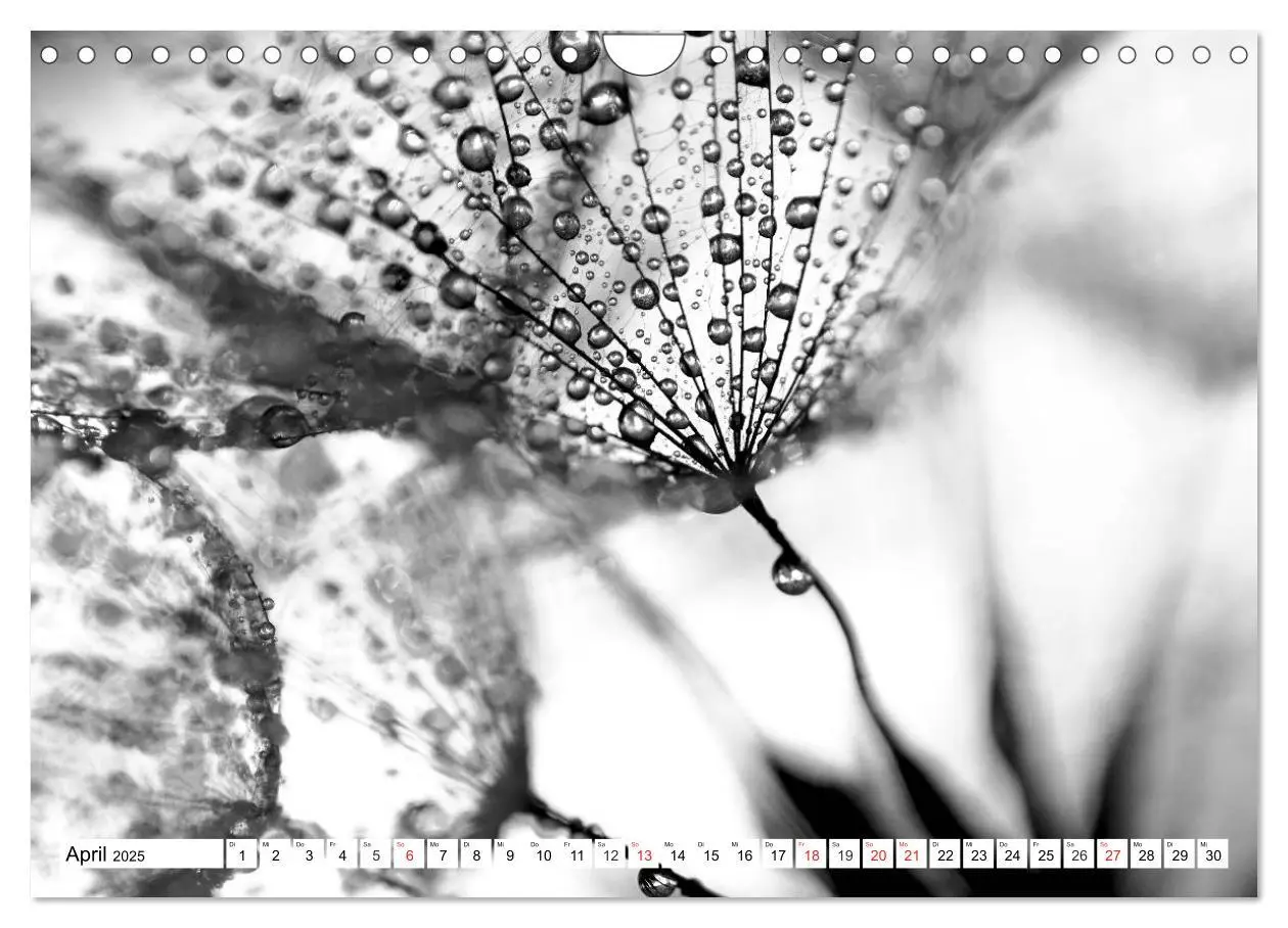 Bild: 9783435266449 | Pusteblumenzauber in schwarzweiß (Wandkalender 2025 DIN A4 quer),...
