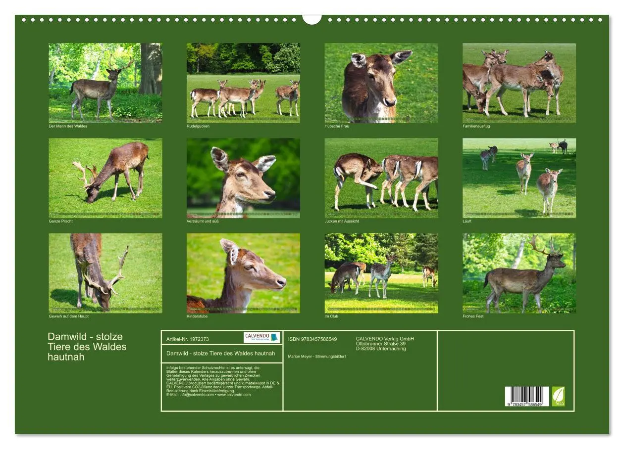 Bild: 9783457586549 | Damwild - stolze Tiere des Waldes hautnah (Wandkalender 2026 DIN A2...