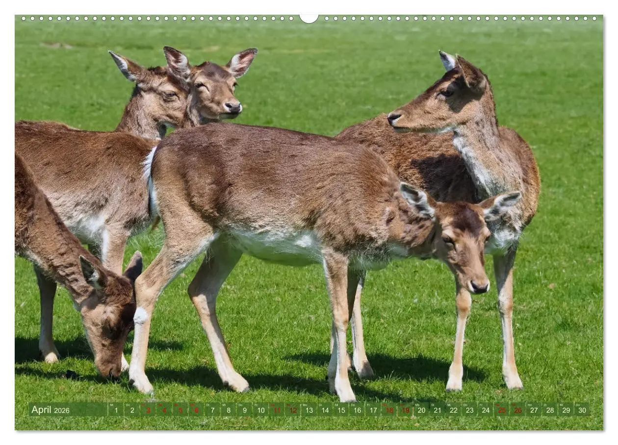 Bild: 9783457586549 | Damwild - stolze Tiere des Waldes hautnah (Wandkalender 2026 DIN A2...