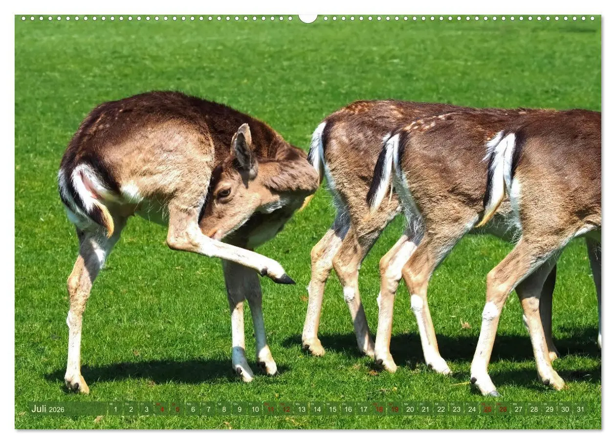 Bild: 9783457586549 | Damwild - stolze Tiere des Waldes hautnah (Wandkalender 2026 DIN A2...