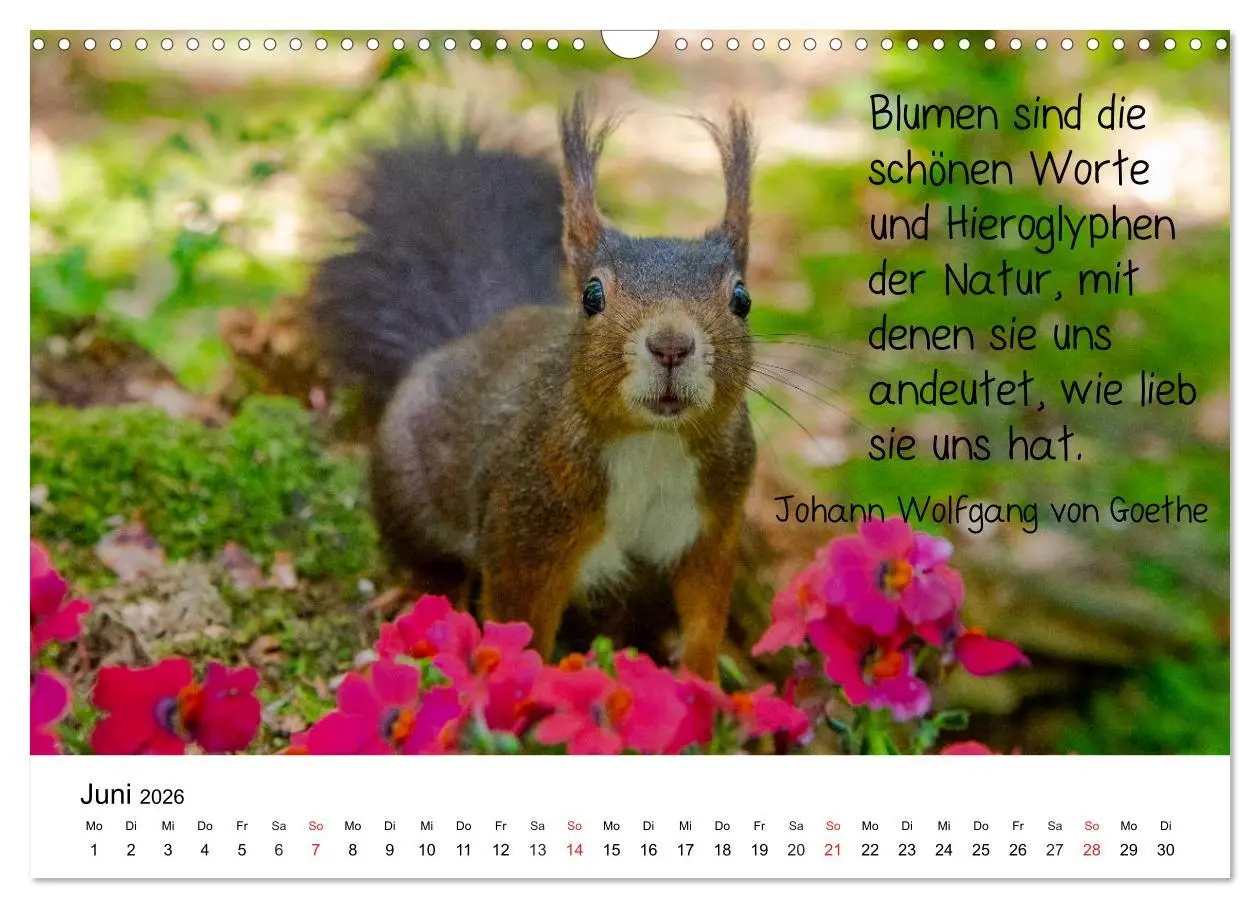 Bild: 9783457896549 | Der literarische Eichhörnchen-Kalender (Wandkalender 2026 DIN A3...